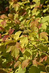 Oh Canada Cranberry Bush (Viburnum opulus 'SMNVODR') at Make It Green Garden Centre