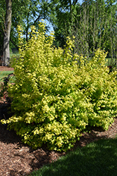 Oh Canada Cranberry Bush (Viburnum opulus 'SMNVODR') at Make It Green Garden Centre