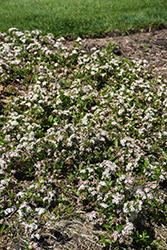 Ground Hug Aronia (Aronia melanocarpa 'UCONNAM012') at Make It Green Garden Centre