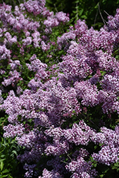 Bloomerang Dwarf Purple Lilac (Syringa 'SMNJRPU') at Make It Green Garden Centre