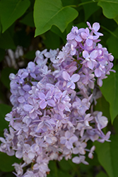 Scentara Double Blue Lilac (Syringa x hyacinthiflora 'SMNSHBBL') at Make It Green Garden Centre