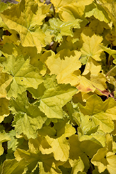 Primo Pretty Pistachio Coral Bells (Heuchera 'Pretty Pistachio') at Make It Green Garden Centre