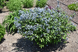 Storm Cloud Bluestar (Amsonia tabernaemontana 'Storm Cloud') at Lurvey Garden Center