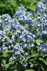 Storm Cloud Bluestar (Amsonia tabernaemontana 'Storm Cloud') at Make It Green Garden Centre