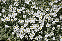 Silver Carpet Snow-In-Summer (Cerastium tomentosum 'Silver Carpet') at Make It Green Garden Centre