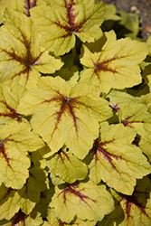 Catching Fire Foamy Bells (Heucherella 'Catching Fire') at Make It Green Garden Centre