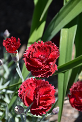 Pretty Poppers Electric Red Pinks (Dianthus 'Electric Red') at Make It Green Garden Centre