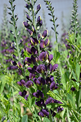 Grape Taffy False Indigo (Baptisia 'Grape Taffy') at Make It Green Garden Centre