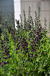 Grape Taffy False Indigo (Baptisia 'Grape Taffy') at Lurvey Garden Center