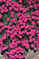 Paint The Town Red Pinks (Dianthus 'Paint The Town Red') at Make It Green Garden Centre