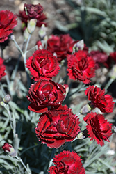 Pretty Poppers Electric Red Pinks (Dianthus 'Electric Red') at Make It Green Garden Centre