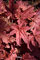 Fun and Games Red Rover Foamy Bells (Heucherella 'Red Rover') at Make It Green Garden Centre