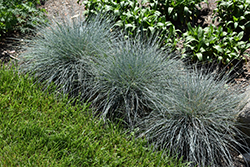 Blue Whiskers Blue Fescue (Festuca glauca 'Blue Whiskers') at Make It Green Garden Centre