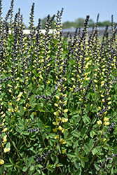 Decadence Lemon Meringue False Indigo (Baptisia 'Lemon Meringue') at Make It Green Garden Centre