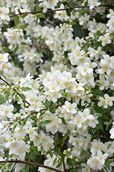 Blizzard Mockorange (Philadelphus 'Blizzard') at Make It Green Garden Centre