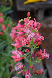 Riding Hood Red Beard Tongue (Penstemon barbatus 'Riding Hood Red') at Make It Green Garden Centre