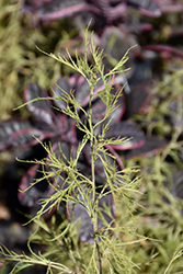 Trost's Dwarf European Birch (Betula pendula 'Trost's Dwarf') at Lurvey Garden Center