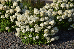 Bobo Hydrangea (Hydrangea paniculata 'ILVOBO') at Make It Green Garden Centre