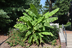 Japanese Banana (Musa basjoo) at Make It Green Garden Centre