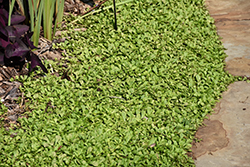 Creeping Mazus (Mazus reptans) at Lurvey Garden Center