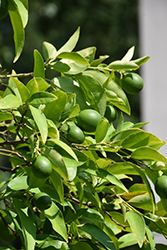 Key Lime (Citrus aurantifolia) at Make It Green Garden Centre