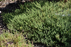 Common Thyme (Thymus vulgaris) at Make It Green Garden Centre