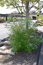 Chaste Tree (Vitex agnus-castus) at Lurvey Garden Center