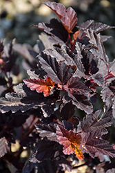 Little Angel Ninebark (Physocarpus opulifolius 'Hoogi016') at Make It Green Garden Centre