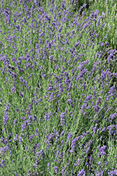 Ellagance Purple Lavender (Lavandula angustifolia 'Ellagance Purple') at Make It Green Garden Centre