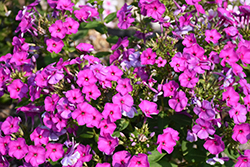 Ka-Pow Purple Garden Phlox (Phlox paniculata 'Balkapopur') at Make It Green Garden Centre