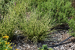 Bandwidth Maiden Grass (Miscanthus sinensis 'NCMS2B') at Make It Green Garden Centre