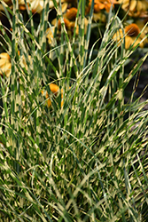 Bandwidth Maiden Grass (Miscanthus sinensis 'NCMS2B') at Make It Green Garden Centre