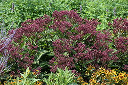 Euphoria Ruby Joe Pye Weed (Eupatorium purpureum 'FLOREUPRE1') at Make It Green Garden Centre