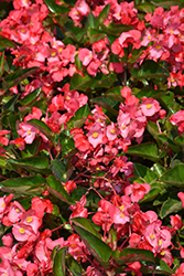 Whopper Rose Green Leaf Begonia (Begonia 'Whopper Rose Green Leaf') at Make It Green Garden Centre