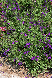 Mirage Deep Purple Autumn Sage (Salvia greggii 'Balmirdepur') at Make It Green Garden Centre
