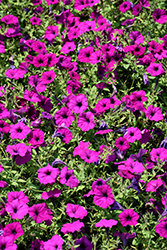 Easy Wave Violet Petunia (Petunia 'Easy Wave Violet') at Make It Green Garden Centre