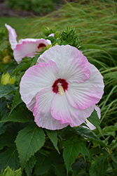 Summerific Ballet Slippers Hibiscus (Hibiscus 'Ballet Slippers') at Make It Green Garden Centre