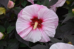 Summerific Perfect Storm Hibiscus (Hibiscus 'Perfect Storm') at Make It Green Garden Centre