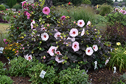Summerific Perfect Storm Hibiscus (Hibiscus 'Perfect Storm') at Make It Green Garden Centre