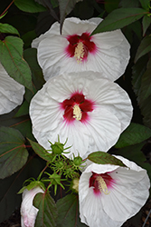 Mocha Moon Hibiscus (Hibiscus 'Mocha Moon') at Make It Green Garden Centre