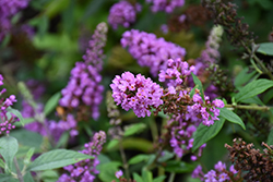 Orchid Annie Butterfly Bush (Buddleia 'Orchid Annie') at Lurvey Garden Center