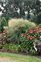 Encore Maiden Grass (Miscanthus sinensis 'Encore') at Make It Green Garden Centre