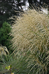 Encore Maiden Grass (Miscanthus sinensis 'Encore') at Make It Green Garden Centre