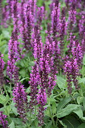 Bumbleberry Meadow Sage (Salvia nemorosa 'Bumbleberry') at Make It Green Garden Centre