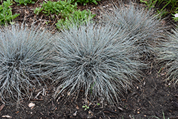 Blue Whiskers Blue Fescue (Festuca glauca 'Blue Whiskers') at Make It Green Garden Centre