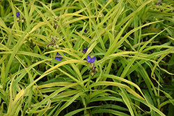 Charlotte's Web Spiderwort (Tradescantia x andersoniana 'Charlotte's Web') at Make It Green Garden Centre