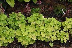 Primo Pretty Pistachio Coral Bells (Heuchera 'Pretty Pistachio') at Make It Green Garden Centre