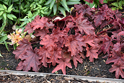 Fun and Games Red Rover Foamy Bells (Heucherella 'Red Rover') at Make It Green Garden Centre