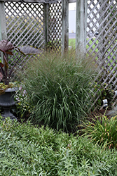 Prairie Winds Apache Rose Switch Grass (Panicum virgatum 'Apache Rose') at Make It Green Garden Centre