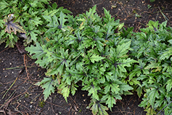 Cutting Edge Foamflower (Tiarella 'Cutting Edge') at Make It Green Garden Centre